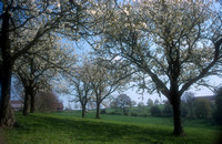 boomgaard A11 -Voerstreek voorjaar 2002