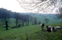 Koeien B5 -Voerstreek voorjaar 2002