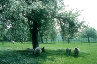 schapen 1 - april 2006