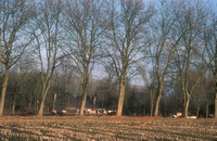 Landschap 2 - Meerhout Herfst 2005