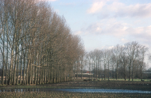 Landschap 1 - Meerhout Herfst 2005